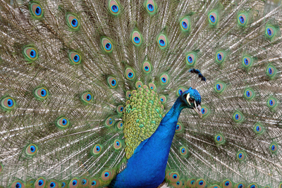 ワルシャワのクジャク、美しい羽を披露