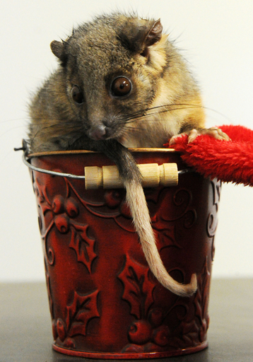 初めてのクリスマスにわくわく！リングテイルポッサムのリリー、豪