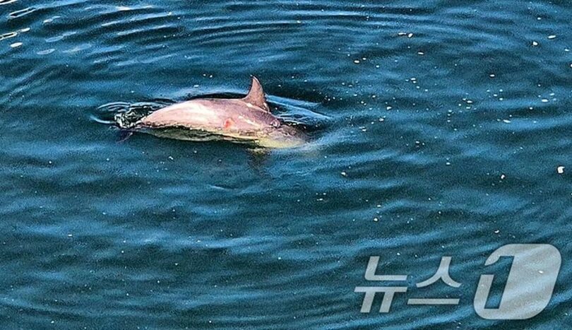 保護施設内で安静に過ごすミナミハンドウイルカ「アンモギ」(c)news1