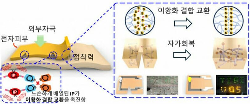 自己治癒機能を持つ電子皮膚の概略図。左の図は、人間の皮膚に似た形態と機能を示し、右は電子皮膚が損傷した際の修復メカニズム＝ソウル市立大学・キム・ヒョク教授提供(c)KOREA WAVE