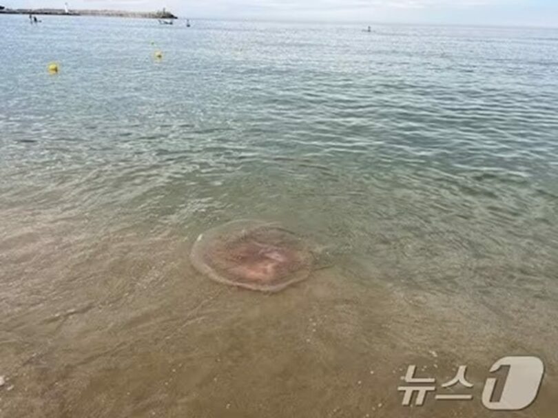 江原道（カンウォンド）北部の東海岸に出没したクラゲ＝束草海洋警察提供(c)news1