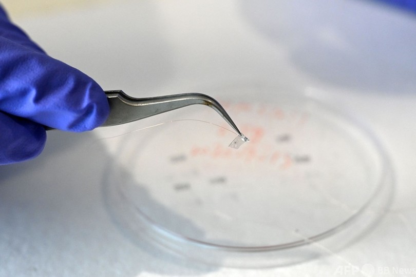 自然と技術を融合させた「ロボ植物」が現実に？ シンガポール