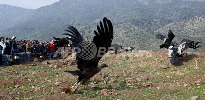 コンドルよ飛んで行け、保護した18羽を放鳥 チリ