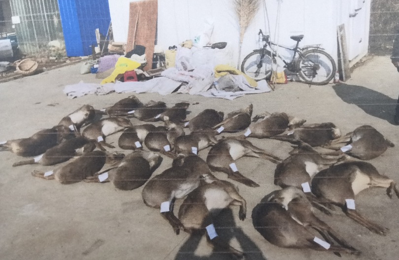 希少な野生動物の密猟事件に判決 江蘇省 写真2枚 国際ニュース Afpbb News