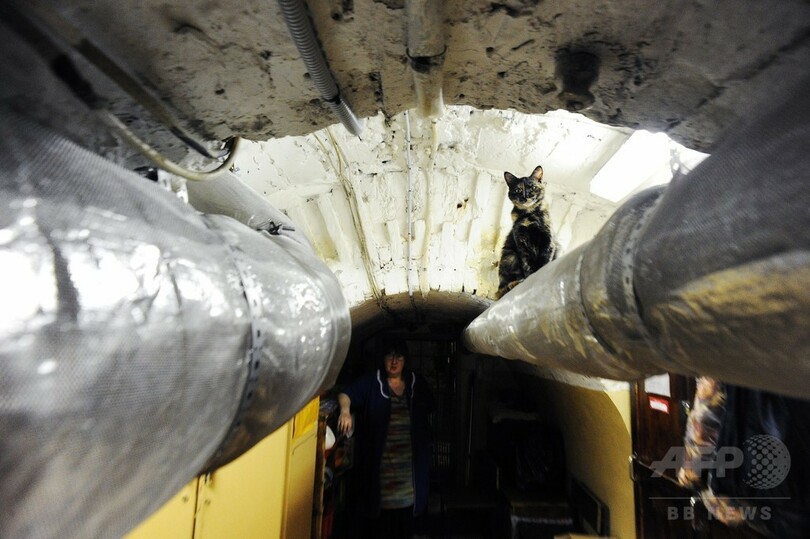 エルミタージュ美術館を守る名物ネコたち、ロシア