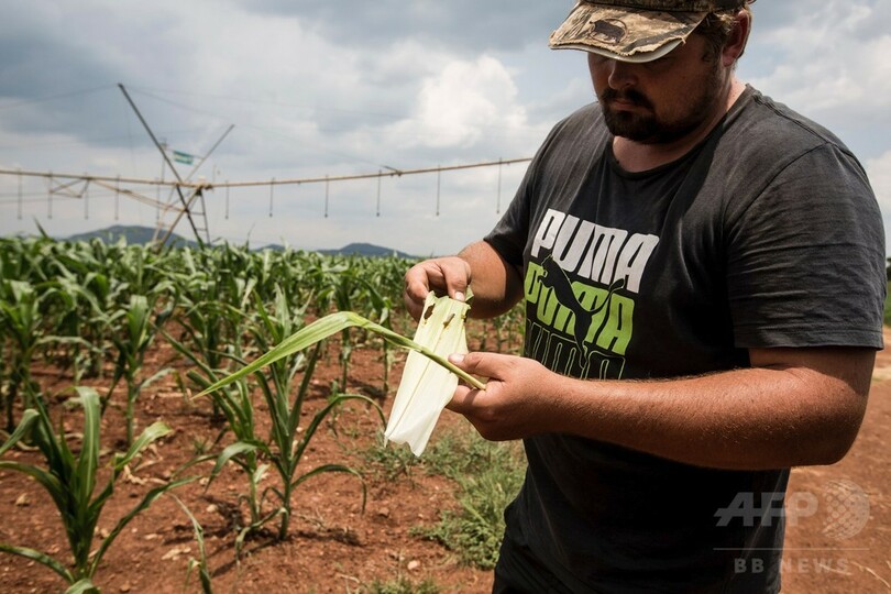 ツマジロクサヨトウの食害、アフリカ南部全域に影響も 国連
