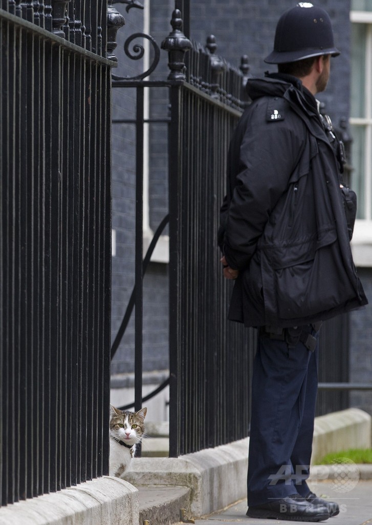 選挙結果なんてどこ吹く風？英首相官邸のネコ