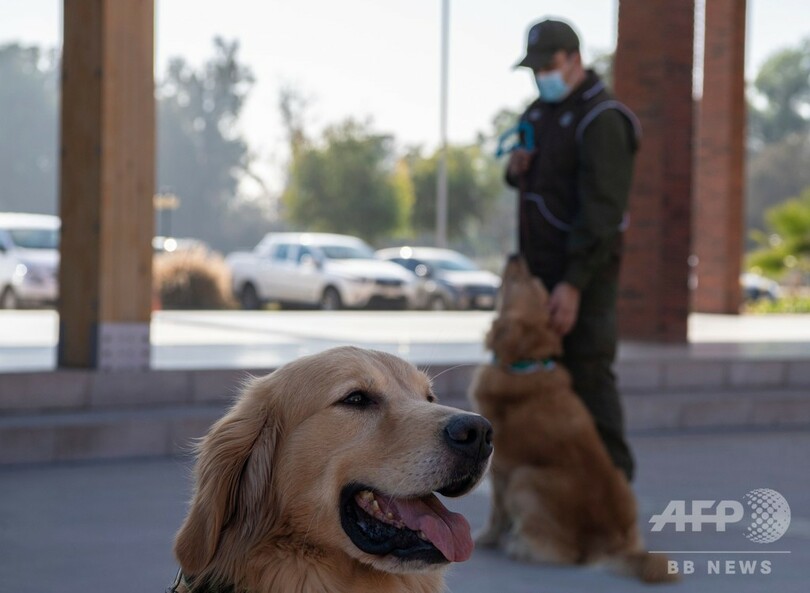 コロナ患者嗅ぎ分ける探知犬を養成へ チリで訓練進む