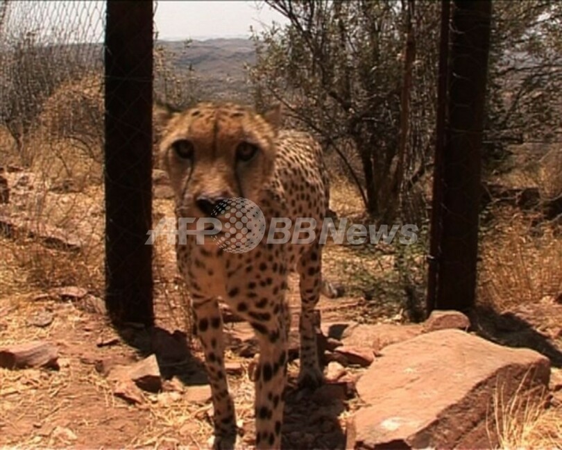 動画 狩猟と保護は持ちつ持たれつ ナミビアの野生動物事情 写真1枚 国際ニュース Afpbb News