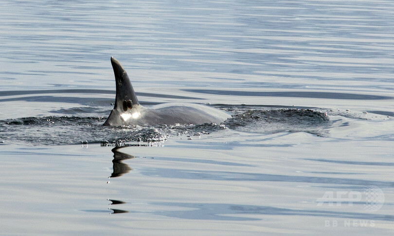 「クジラカメラ」で採餌習性の謎明らかに、南極調査