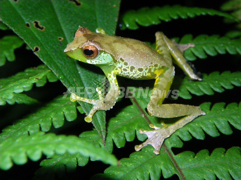 大メコン圏で新種126種を発見、WWF報告書