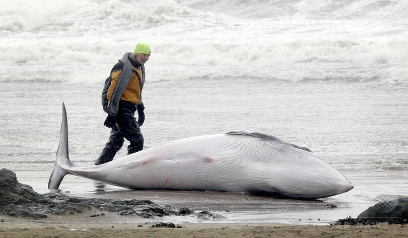 今度はミンククジラで 異常な大量死事象 米大西洋沿岸 写真1枚 国際ニュース Afpbb News