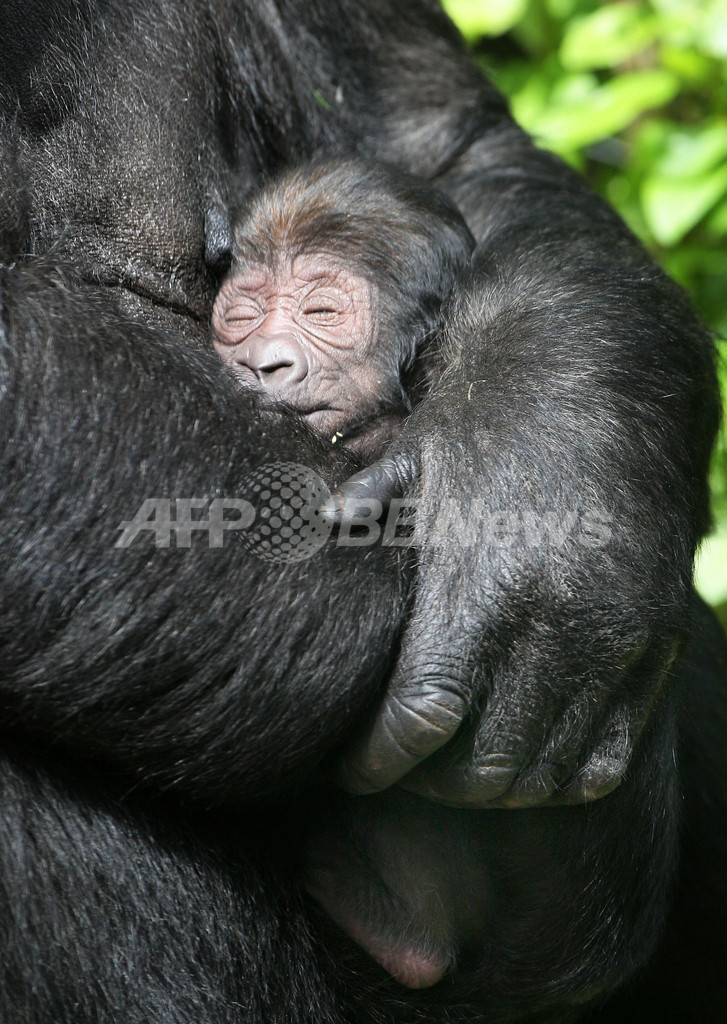 生後2日目のゴリラの赤ちゃん オランダ 写真2枚 国際ニュース Afpbb News