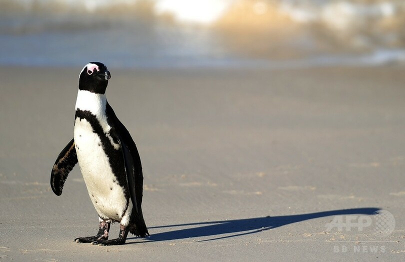 学生2人 水族館のペンギンを海へ逃がす 南アフリカ 写真1枚 国際ニュース Afpbb News