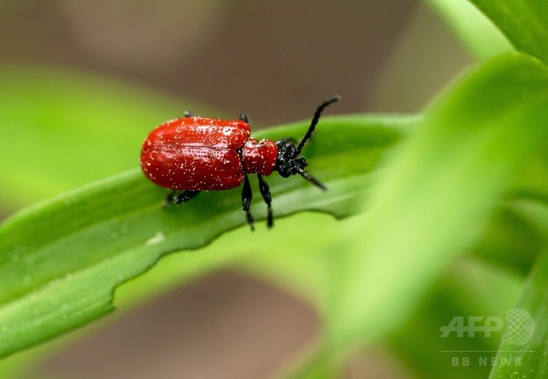 ミツバチ以外の昆虫、送粉者として同様に重要 ハエやチョウなど ミツバチ以外の昆虫、送粉者として同様に重要 ハエやチョウなど
