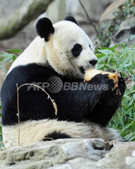 米ワシントンの赤ちゃんパンダ、生後1週間で死ぬ 米ワシントンの赤ちゃんパンダ、生後1週間で死ぬ