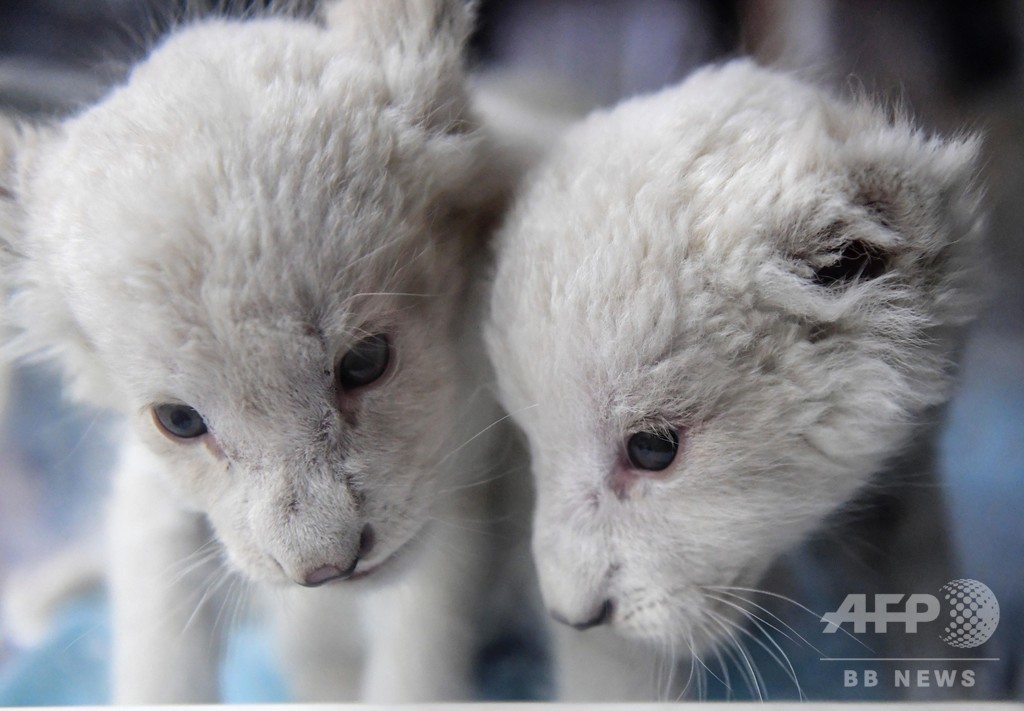 まだまだモフモフ 満1か月迎えた双子のホワイトライオン 中国 済南 写真5枚 国際ニュース Afpbb News