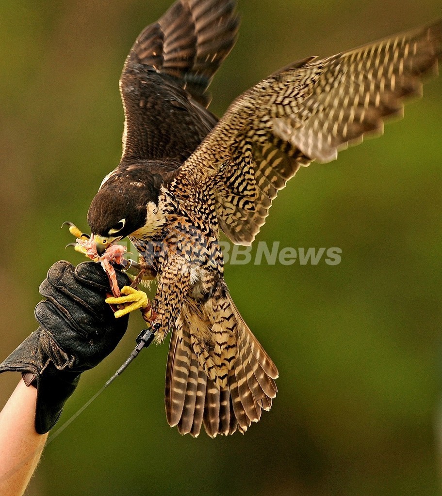 シドニー都心は野生の宝庫 ハヤブサも生息 写真1枚 国際ニュース Afpbb News