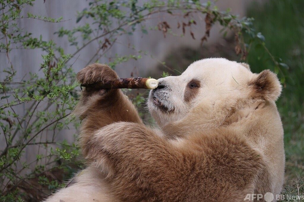 人工飼育されている中で世界唯一の茶色のジャイアントパンダが今年の繁殖に参加予定 写真1枚 国際ニュース：AFPBB News