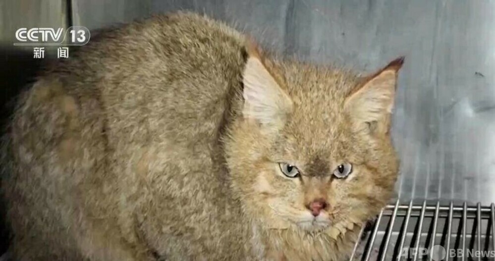 中国で救護されたハイイロネコ ほぼ健康状態を回復