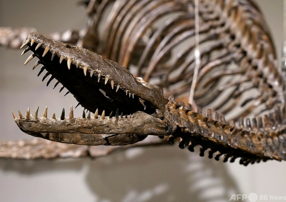 ネッシー」？ 首長竜の骨格標本がNYで競売に サザビーズ 写真14枚 国際 