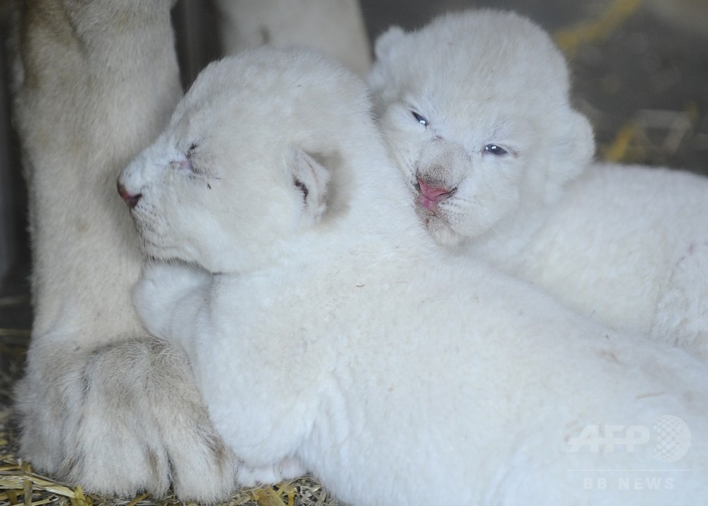 ホワイトライオンの赤ちゃんデビュー、仏動物園 写真7枚 国際ニュース