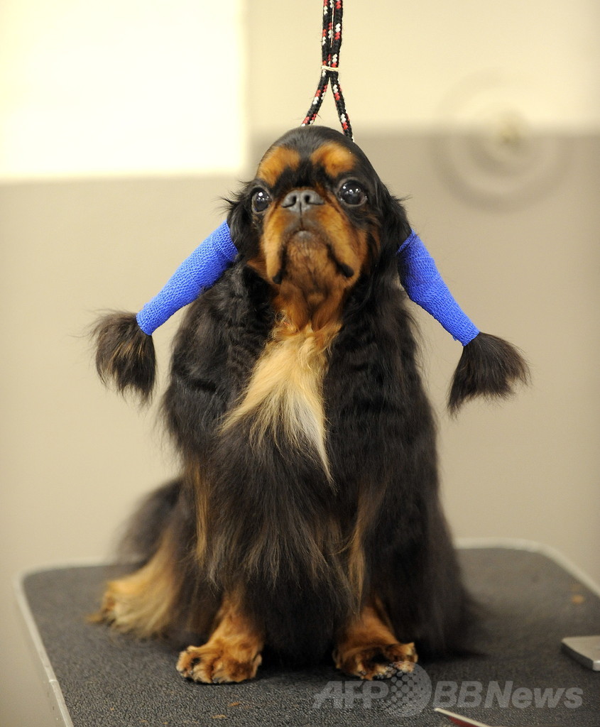 【特集】「美犬」大集合、米ドッグショー写真集
