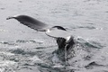 アイスランド沖で撮影されたザトウクジラ（2021年8月2日撮影）。(c)Tom GROVE / AFP