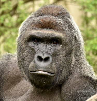 米のゴリラ射殺、渦中の家族が声明 動物園への寄付呼び掛け 写真1枚