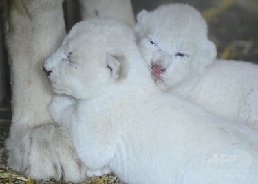 ホワイトライオンの赤ちゃんデビュー、仏動物園 写真7枚 国際ニュース