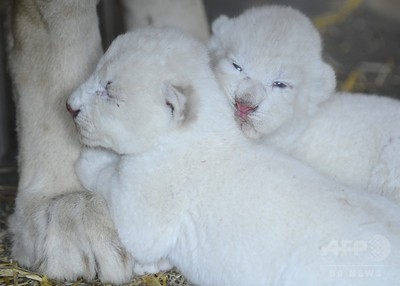 ホワイトライオンの赤ちゃんデビュー、仏動物園 写真7枚 国際ニュース