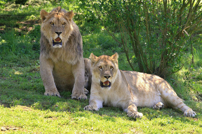 庭でライオンと遊ぶ暮らし、チェコ