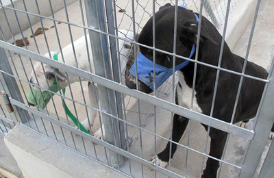 近所の飼い犬5匹に襲われて？ 66歳の男性が死亡 スペイン