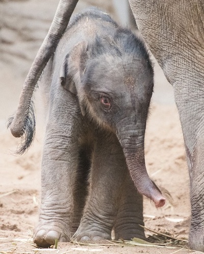 ママにぺったり、生まれたばかりの赤ちゃんゾウ ドイツ