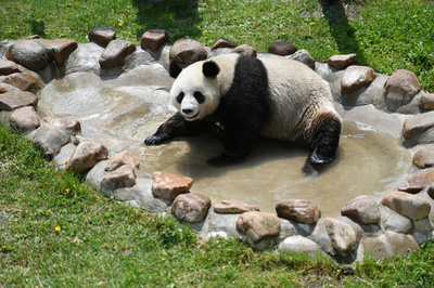 水遊びをして暑さをしのぐパンダ 中国・長春市