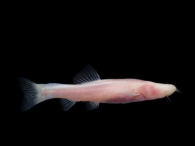 中国の研究者、洞窟魚の新種を発見