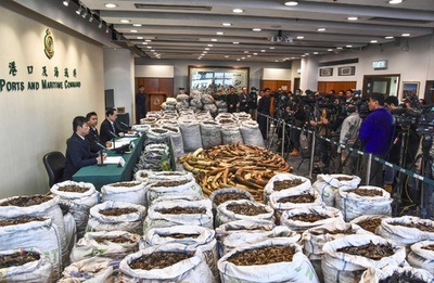 密輸象牙など2000キロ超を押収 中国の税関