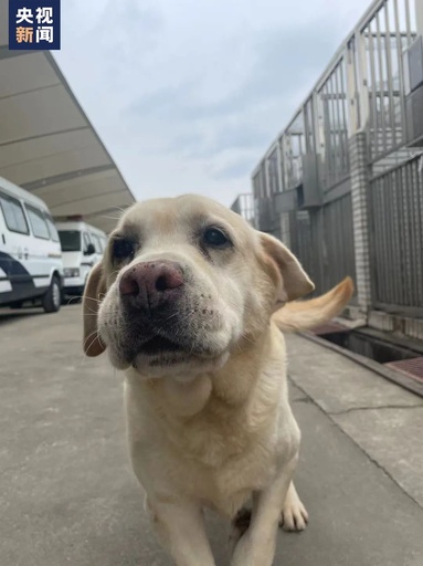 10年間本当にお疲れさま！ 中国で最も人気の警察犬が引退