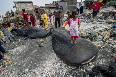 ジャワ島でまたジンベイザメの死骸引き上げ、今度は2匹