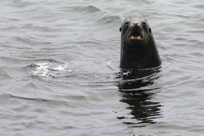 ガラパゴス諸島でネズミ駆逐作戦、ゾウガメ保護の取り組み