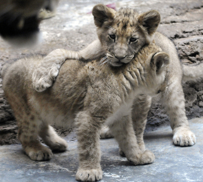 双子のライオンの赤ちゃん初公開、ドイツ
