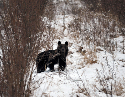 保護区から脱走グマ、カメラで追い回す市民に警告 ポーランド