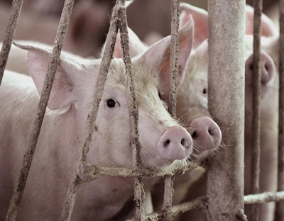 ブタ肺の人間への移植、10年以内に可能に 豪研究