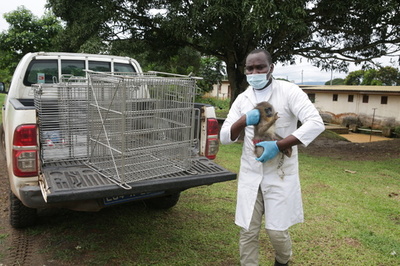 飼い慣らされたサルを根気強く野生に戻す ガボンの取り組み