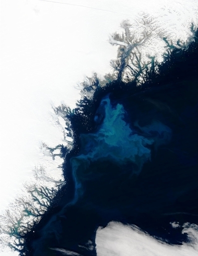 北極海の氷の下で藻が大量発生、NASA調査