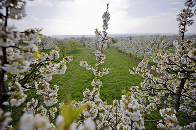 ドイツでも桜満開