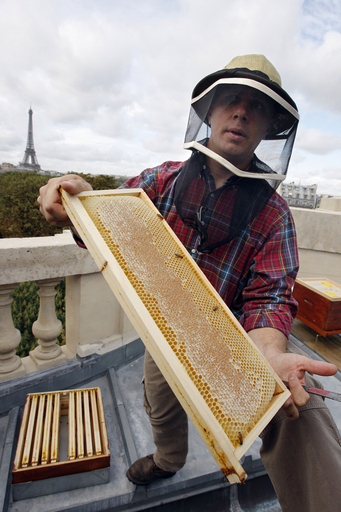 大都会パリ産のハチミツはいかが？ 「グラン・パレ」で初の収穫