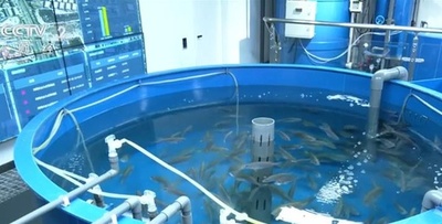 中国 エビ、ハタ、ウナギなど海産物の陸上養殖を模索