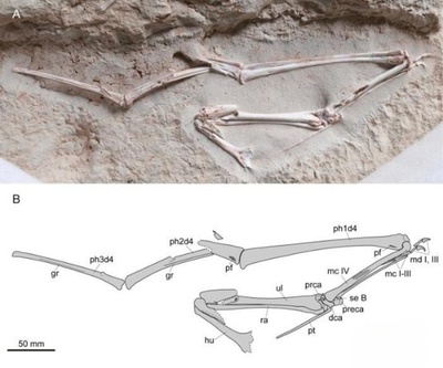 中国の研究チーム 翼竜ハミプテルスの前肢化石を新たに発見