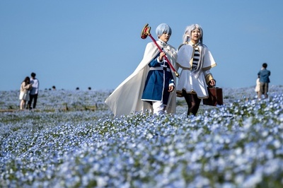 【今日の1枚】コスプレとネモフィラ 茨城